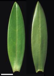 Veronica dieffenbachii. Leaf surfaces, adaxial (left) and abaxial (right). Scale = 10 mm.
 Image: W.M. Malcolm © Te Papa CC-BY-NC 3.0 NZ